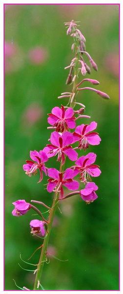 Fürs Blumenbuch von Elisabeth Heidegger