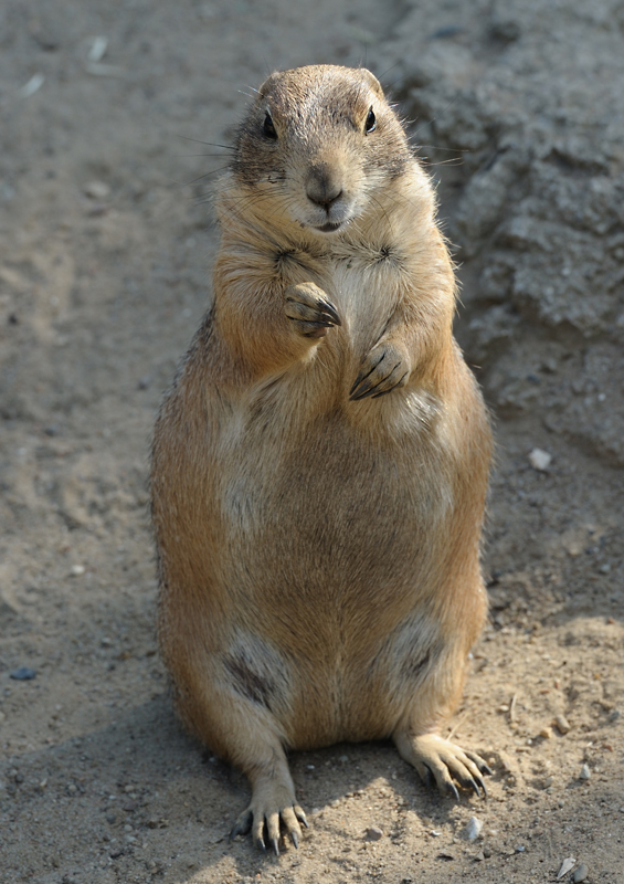 Fürs Foto mache ich Männchen