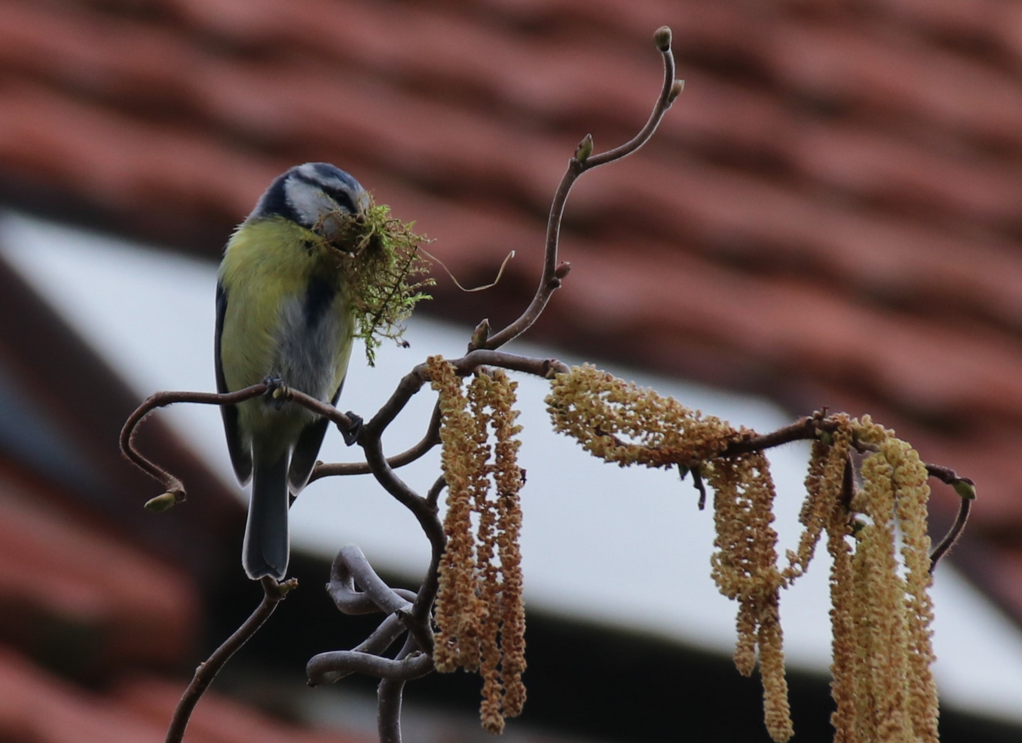 Für´s Nest