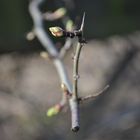 FuerSichSelbst2