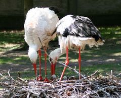 FÜRSORGE-PAPA+MAMA PASST SCHON AUF