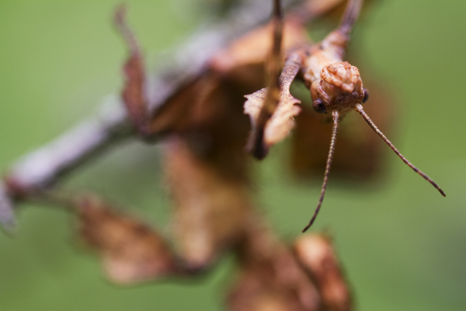 Fürstenecker Fototage 2015 - Makro #2