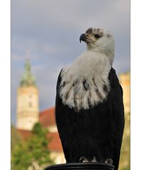 Fürstenfelder Naturfototage