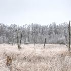 Fürstenkuhle Winterstimmung