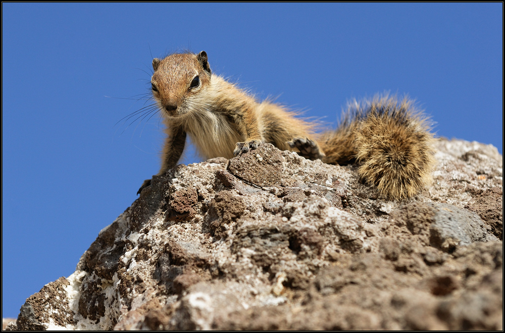 *Fuerte - Hörnchen*