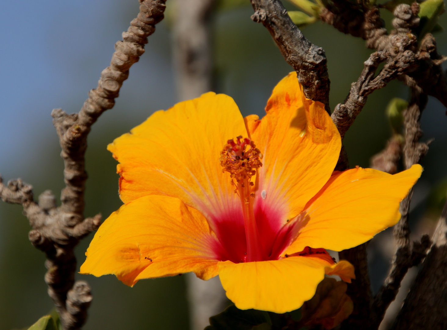 Fuerte - kleine Blüten.Welt ...´14..