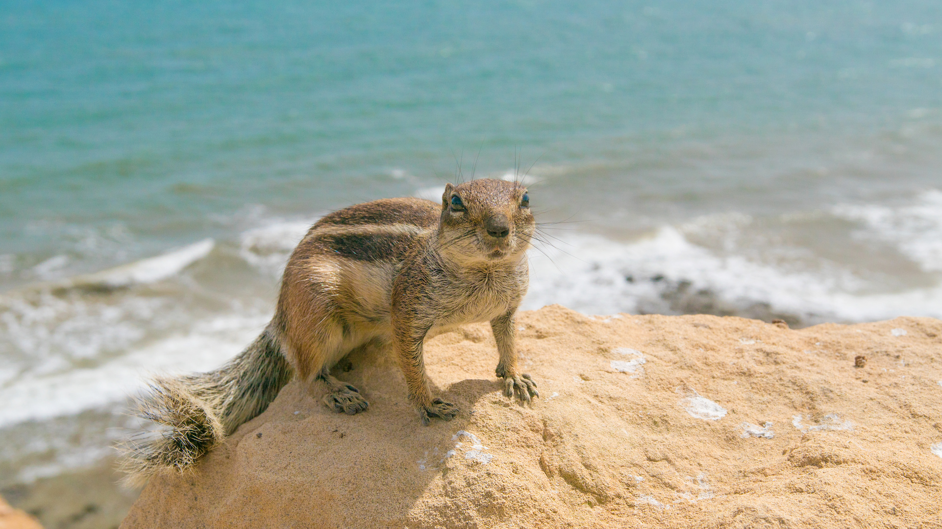 Fuerte Ventura