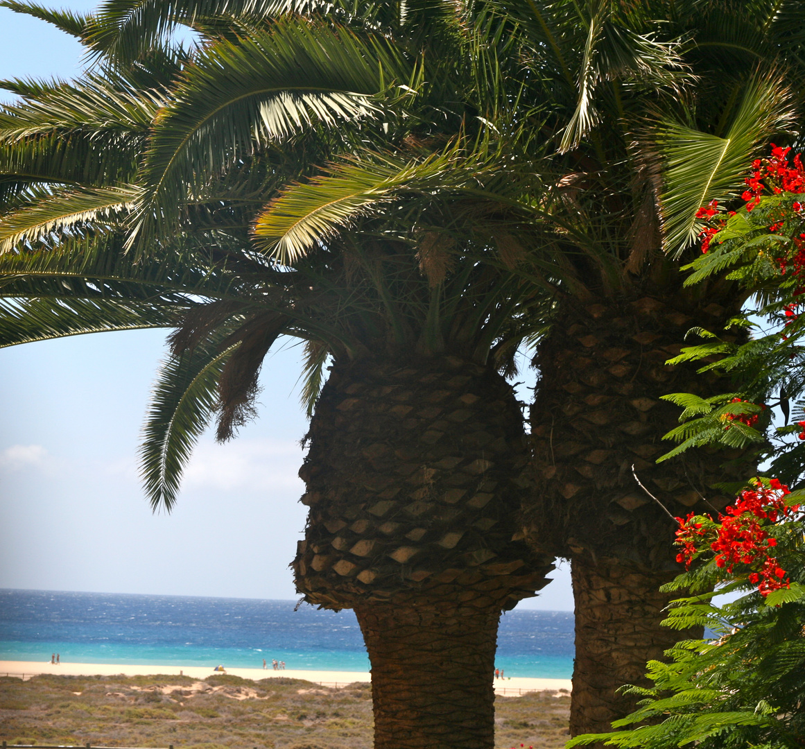 Fuerteventura