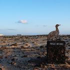 Fuerteventura 2008 III