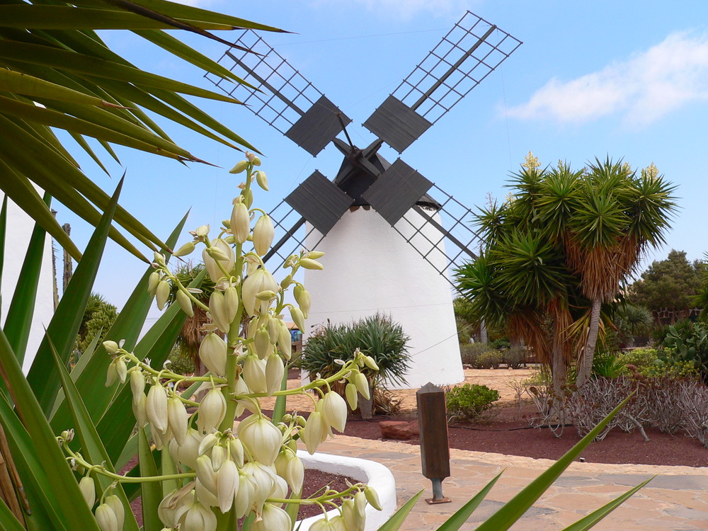 Fuerteventura 2008.Mühlenmuseum.