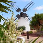 Fuerteventura 2008.Mühlenmuseum.