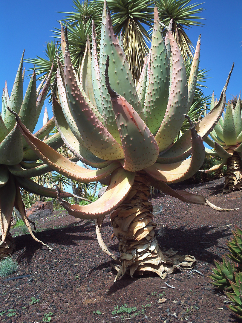 Fuerteventura 2011