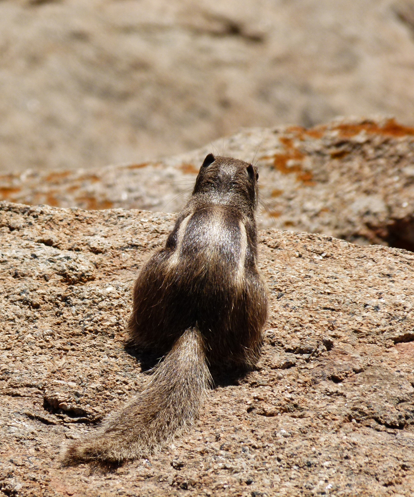 ...Fuerteventura 2011...066...