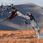 ...Fuerteventura 2019 - "Alone"