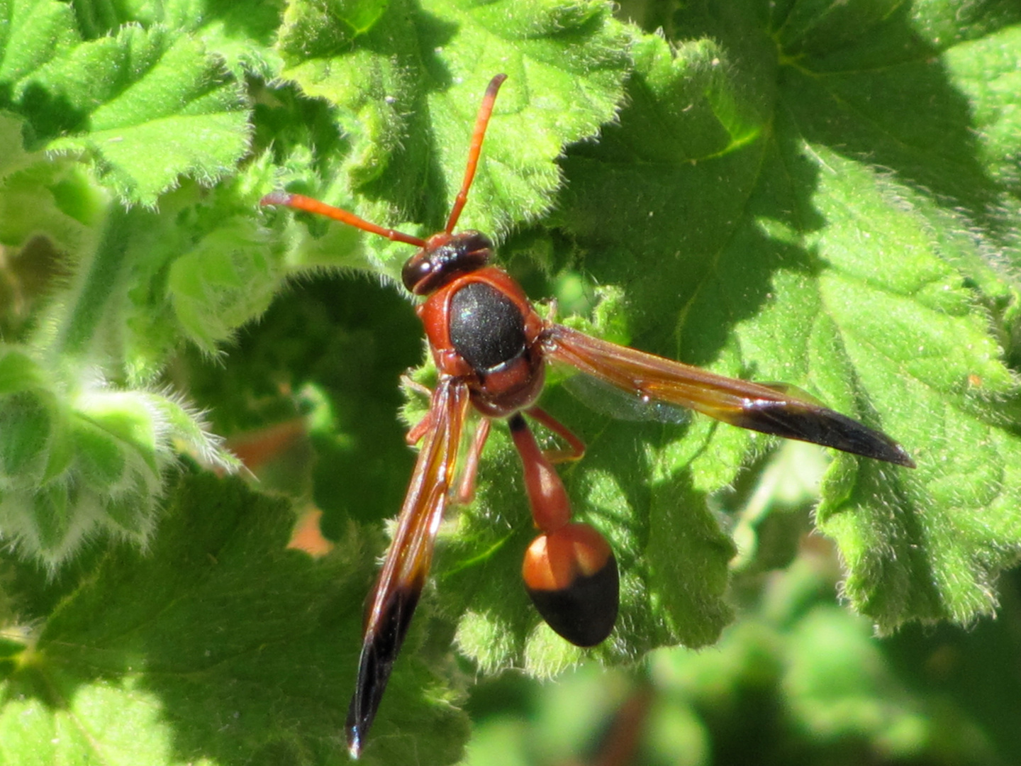 Fuerteventura (6) Foto & Bild tiere, wildlife, insekten Bilder auf