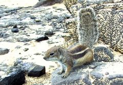 Fuerteventura "A-Hoernchen sucht B-Hoernchen"