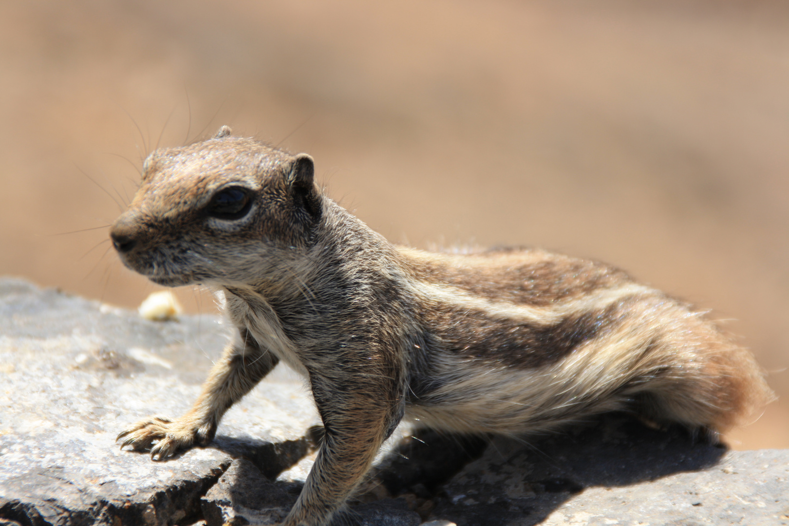 Fuerteventura: Amigable ardilla