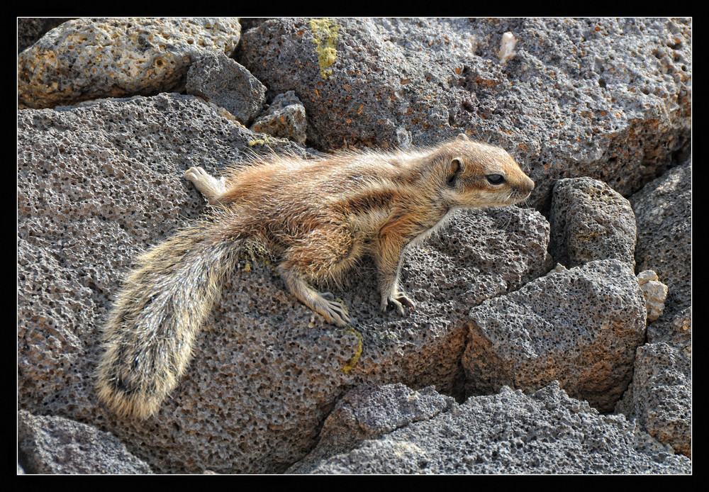 Fuerteventura : Atlashörnchen