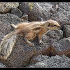Fuerteventura : Atlashörnchen