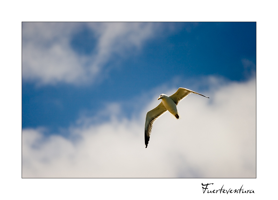 . . . Fuerteventura . . .