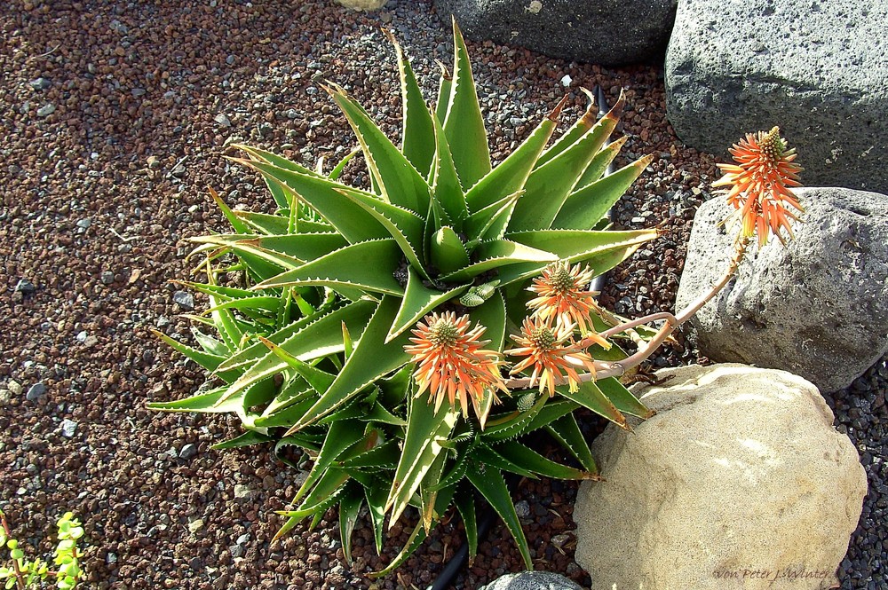 Fuerteventura - Costa Calma - Aufnahme 1 im Park an der Rue de Costa Calma