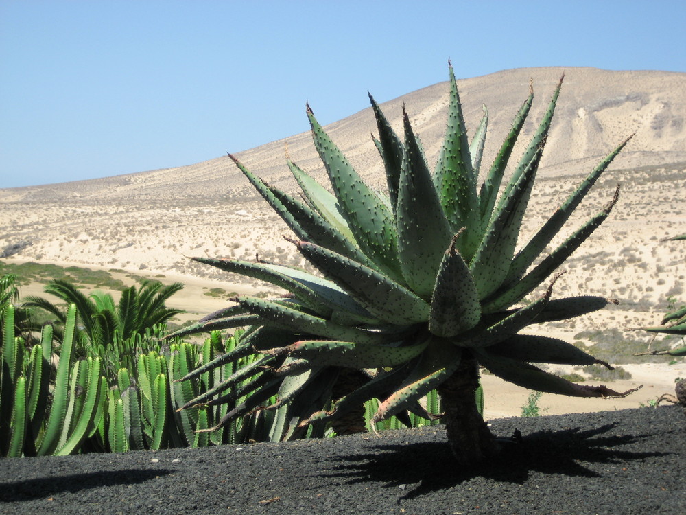 Fuerteventura