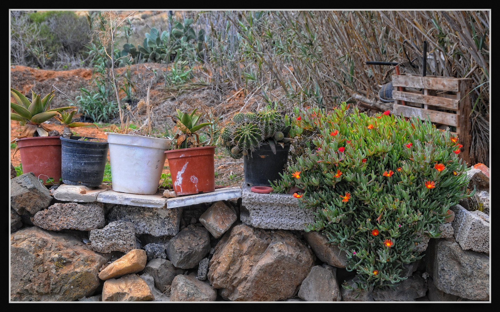 Fuerteventura - Hausgarten