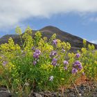 Fuerteventura im Februar VI