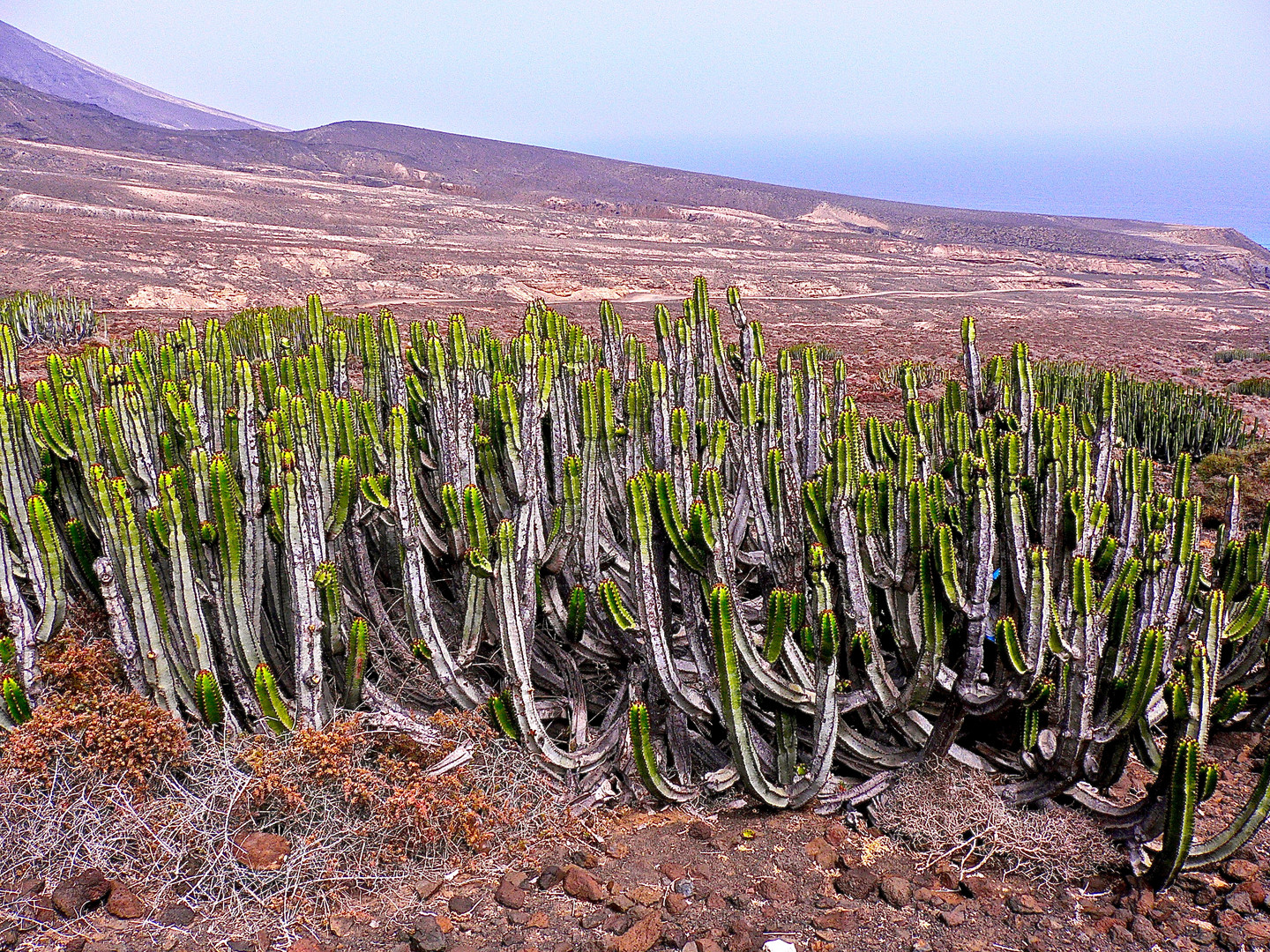 Fuerteventura im Süden.