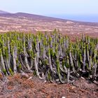 Fuerteventura im Süden.