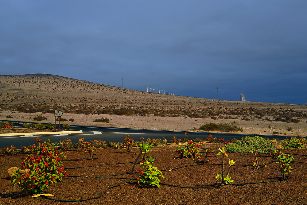 Fuerteventura Impression Juni-Juli 2013 Nr.36. - Costa Calma -