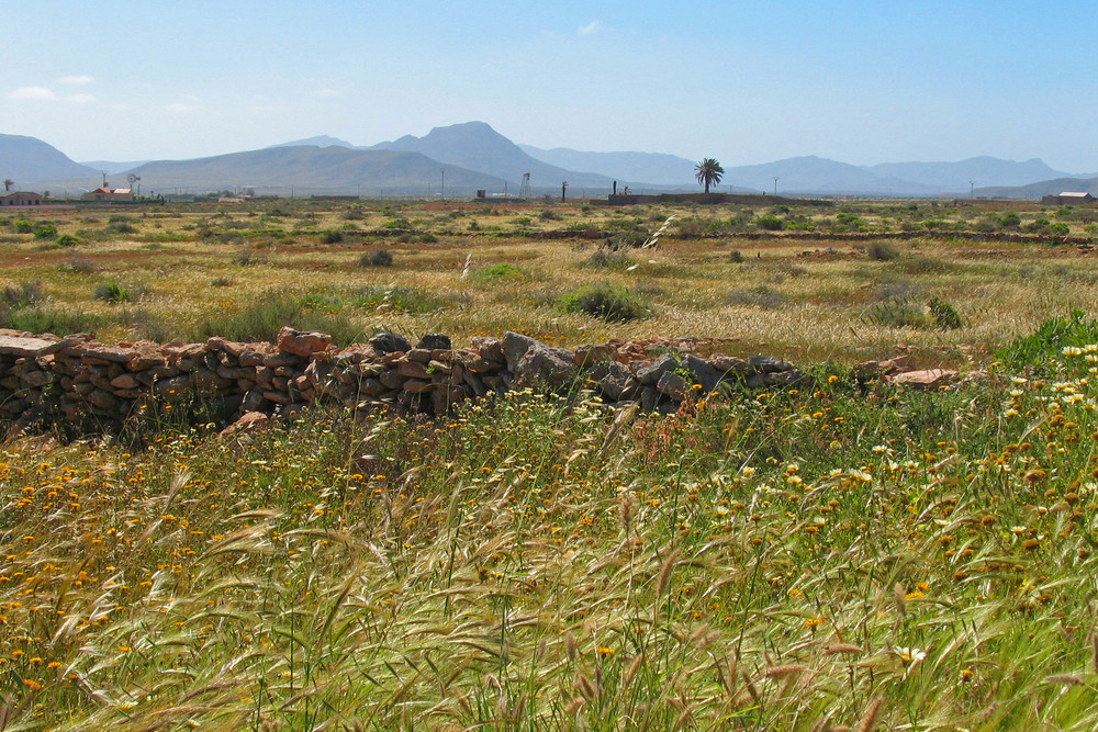 Fuerteventura in Grün