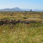 Fuerteventura in Grün