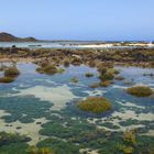 Fuerteventura - Isla de los lobos