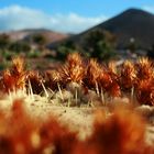 Fuerteventura - Kaktusperspektive
