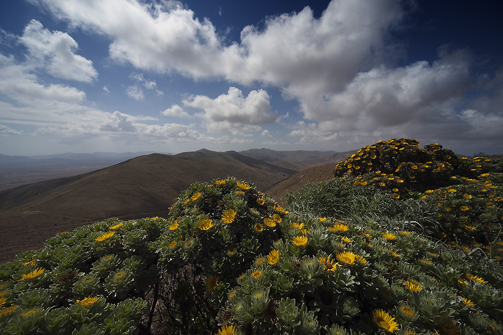 --- Fuerteventura - Morro Velosa ---