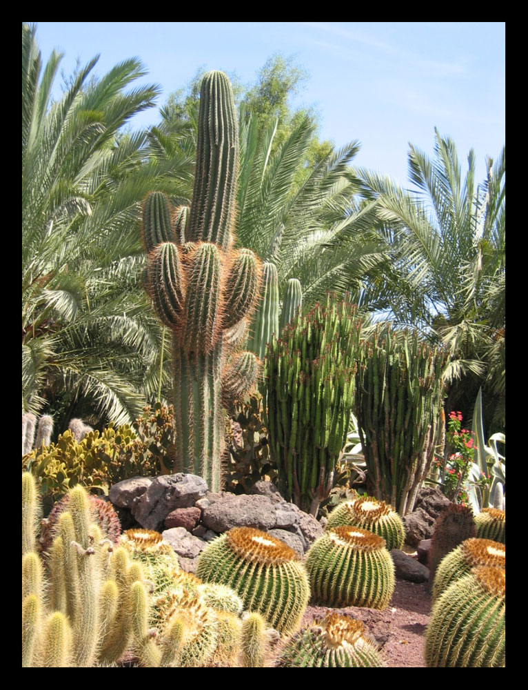 Fuerteventura Oasis Park