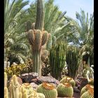 Fuerteventura Oasis Park