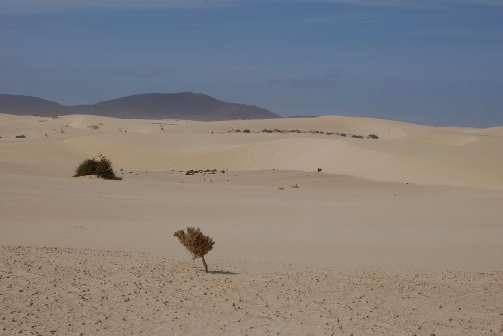 Fuerteventura VI