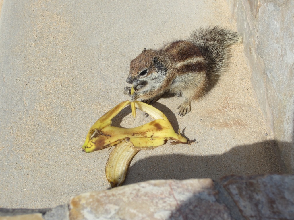 Fuerteventura2