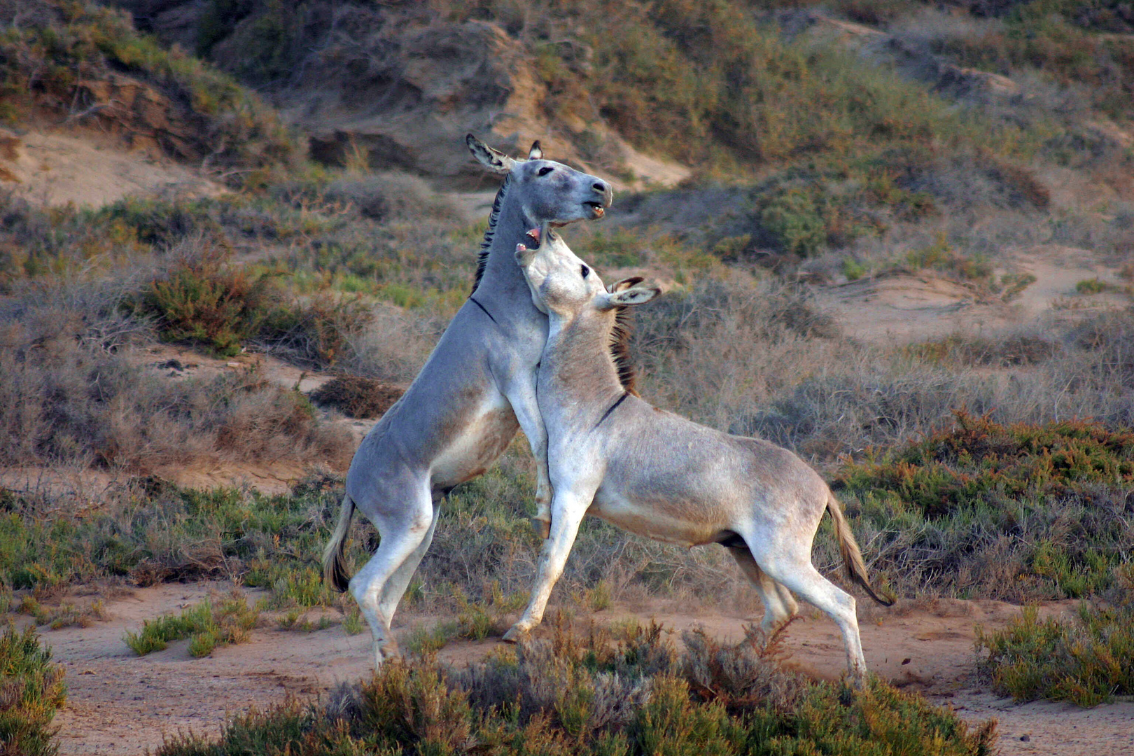 Fuerteventura´s wilde Esel