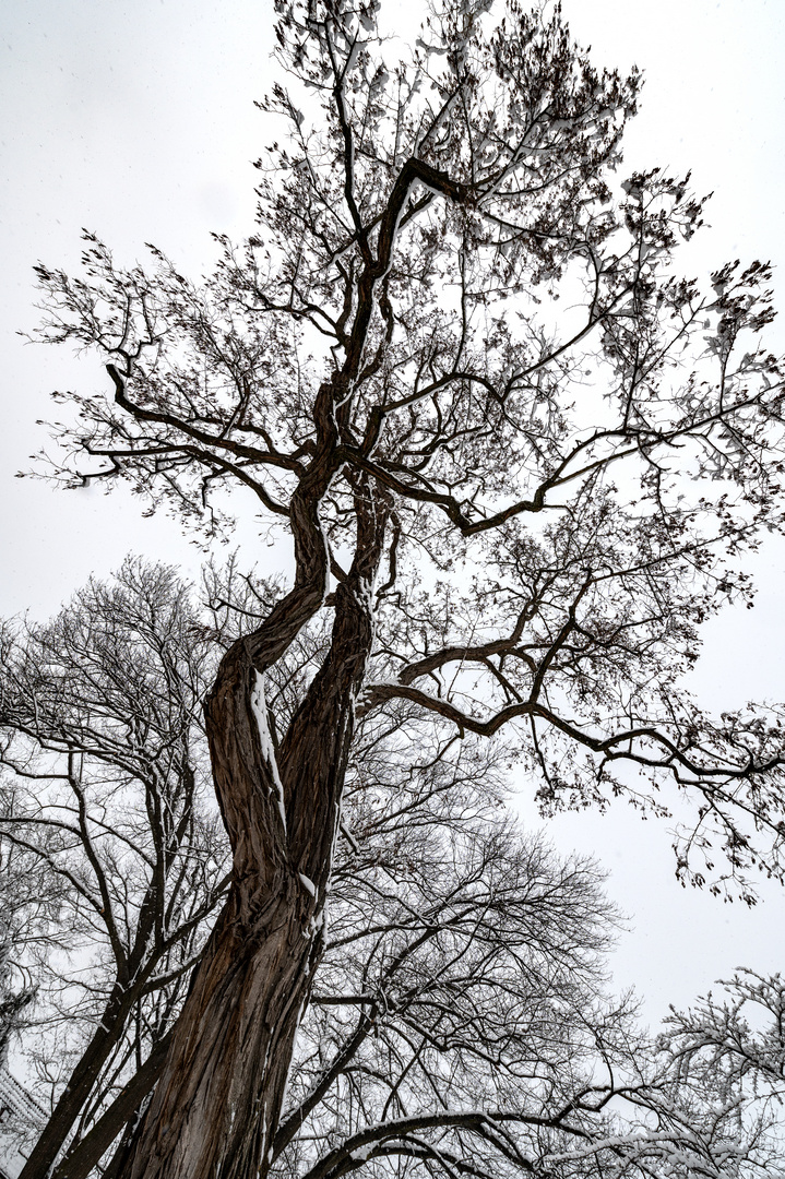 Fürther Stadtpark im Schnee