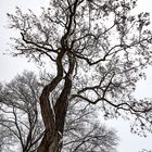 Fürther Stadtpark im Schnee