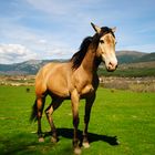 Fuerza Natural de un Caballo