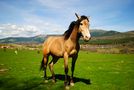 Fuerza Natural de un Caballo de Borjaxs 