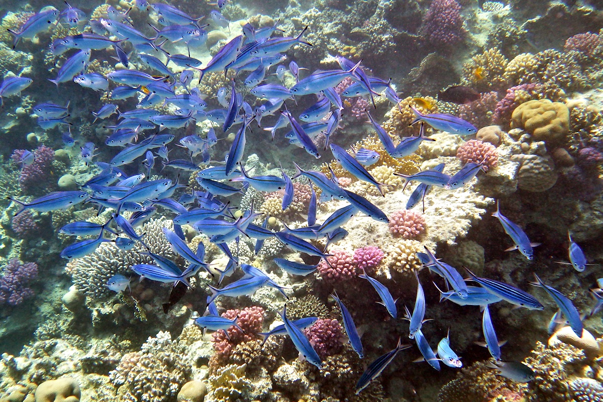 Füsiliere vor einem Korallenriff beim Planktonschnappen