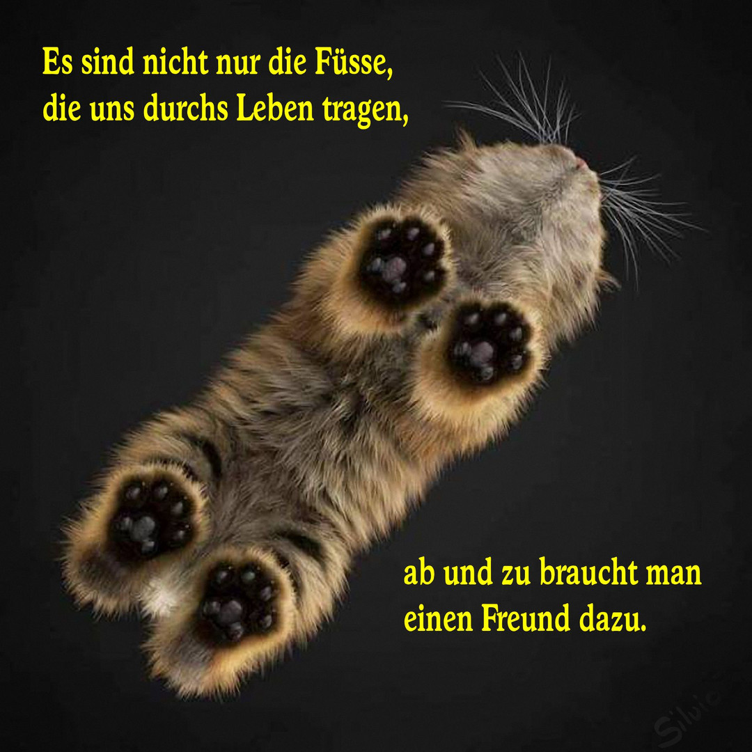 Füsse