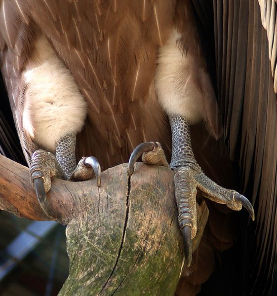 Füße eines Gänsegeiers