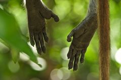 Füße eines Red Colobus Monkey