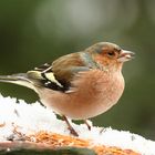 Füße im Schnee